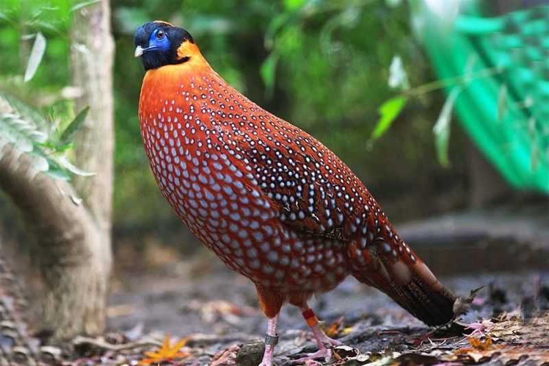 State Bird of Himachal Pradesh