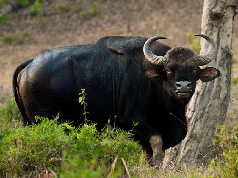 State Animal of Chhattisgarh