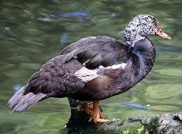 State Bird of Assam