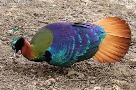 State Bird of Uttarakhand