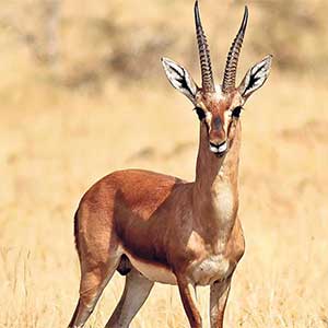 State Animal of Rajasthan