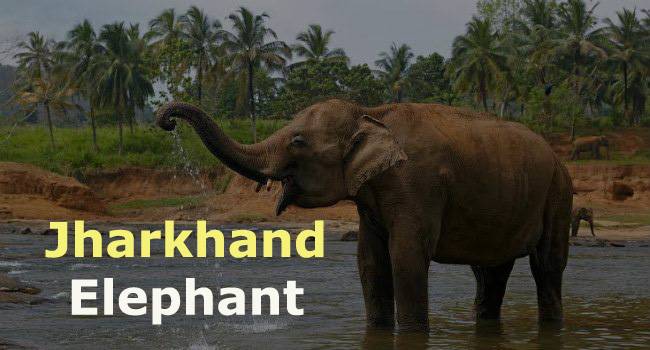 State Animal of Jharkhand