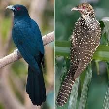 State Bird of Jharkhand