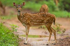 State Animal of Uttarakhand