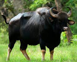 State Animal of Goa