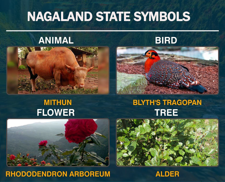 Top 177 + National animal of nagaland - Inoticia.net