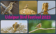 Udaipur Bird Festival 2023: Udaipur is set for the 9th Annual Bird Festival