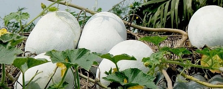 Cultivation, Harvesting and Diseases of  Ash Gourd (Safed Petha)