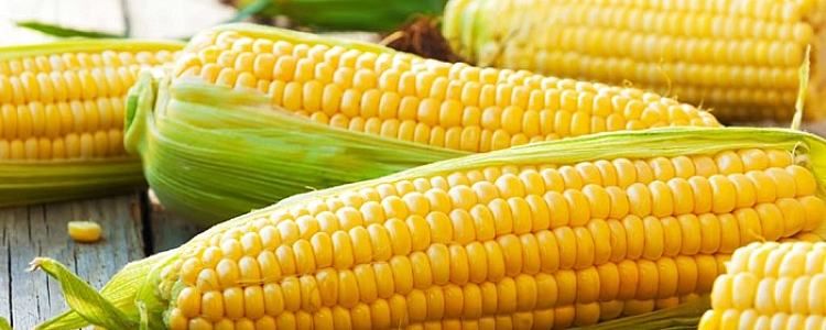 Everything you need to know about corn (maize)